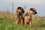 BORDER TERRIER 161
